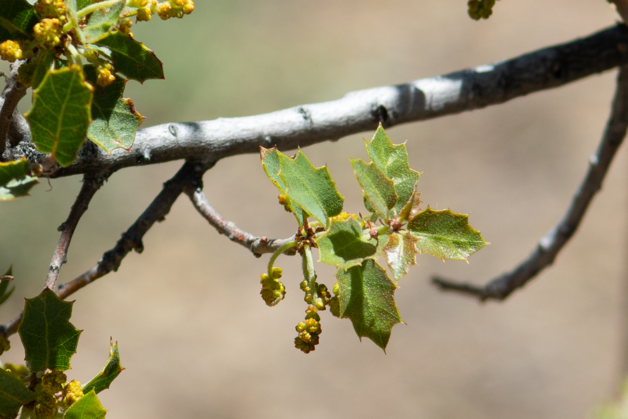 Photo of Quercus turbinella