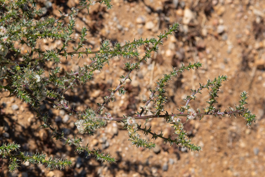 Salsola tragus, or Russian thistle, a hostplant of Brephidium exilis - the Western Pygmy Blue butterfly
