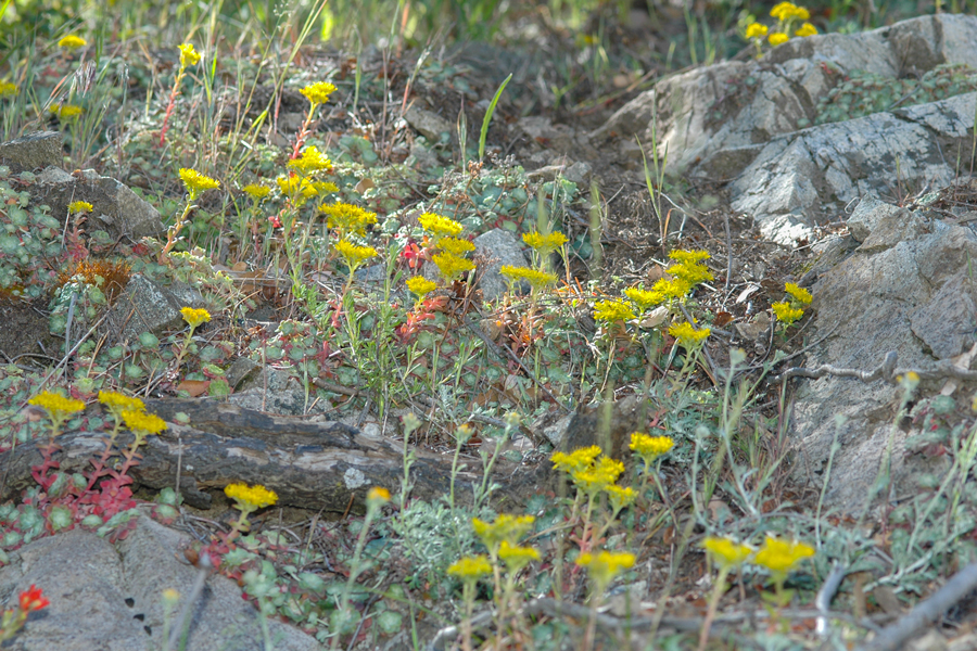 Sedum spathulifolium from the San Gabriel Mountains