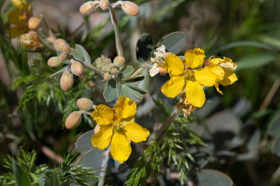 Senna armata, an important larval host plant for some butterflies