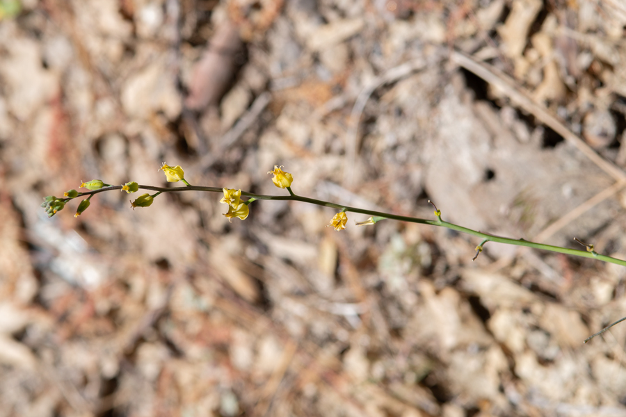 Streptanthus bernardinus from the San Bernardino Mountains