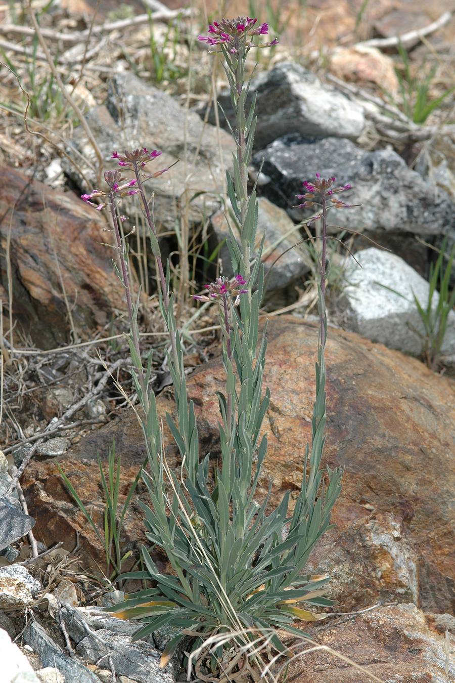 Arabis