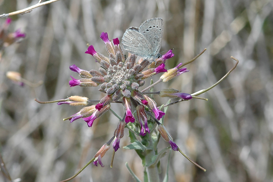 Arabis sparsiflora