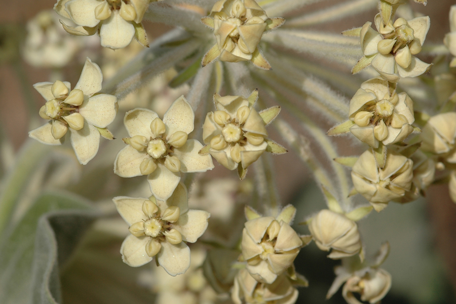 Asclepias eriocarpa - Indian Milkweed