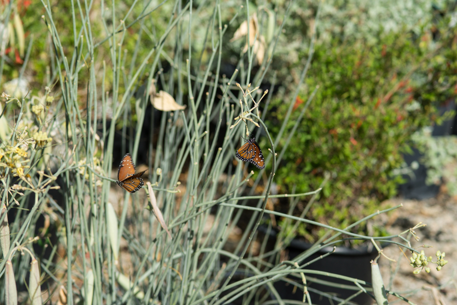 Asclepias subulata - Desert milkweed