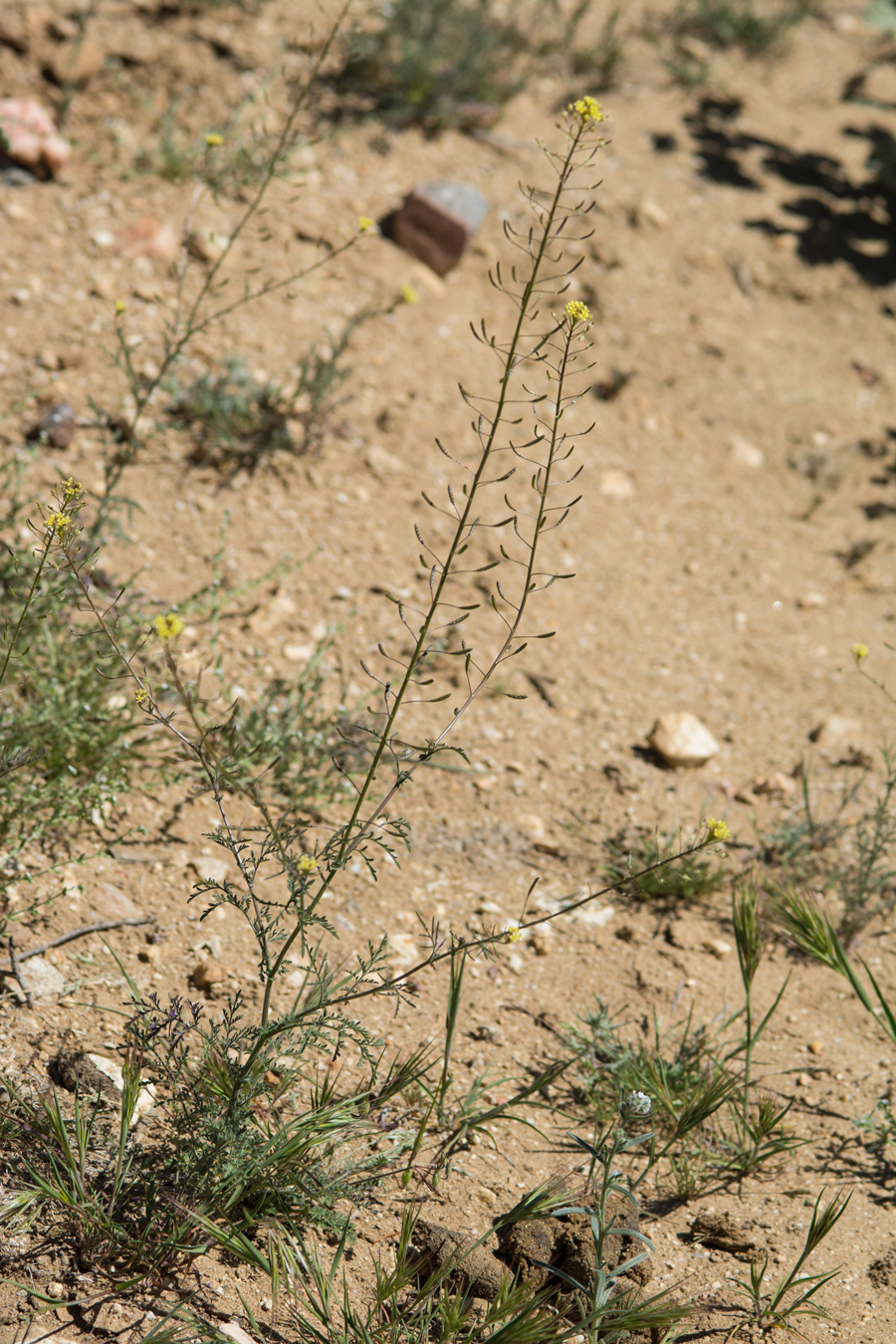 Descurainia pinnata ssp. glabra - smooth western tansy mustard