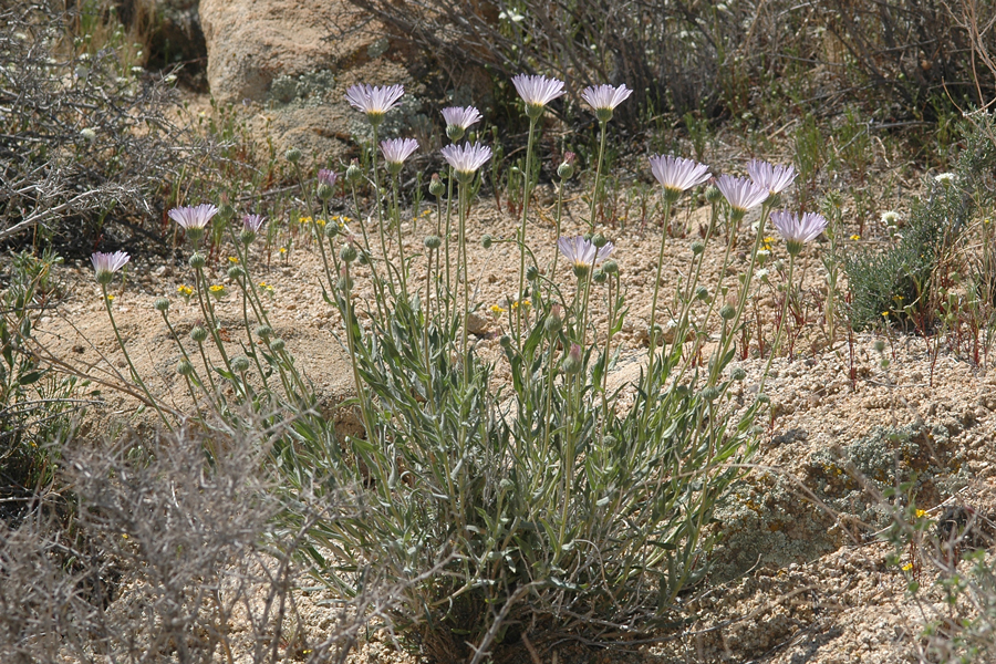 Desert Aster - Xylorhiza tortifolia