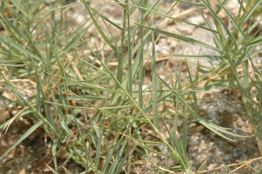 Desert Salt Grass - Distichlis spicata var stricta