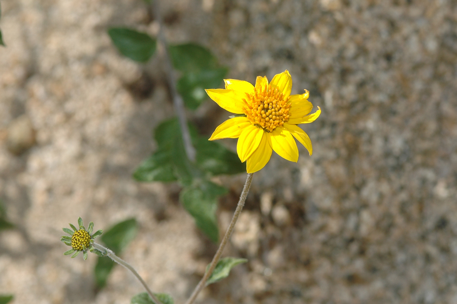 Desert Sunflower - Viguiera deltoidea