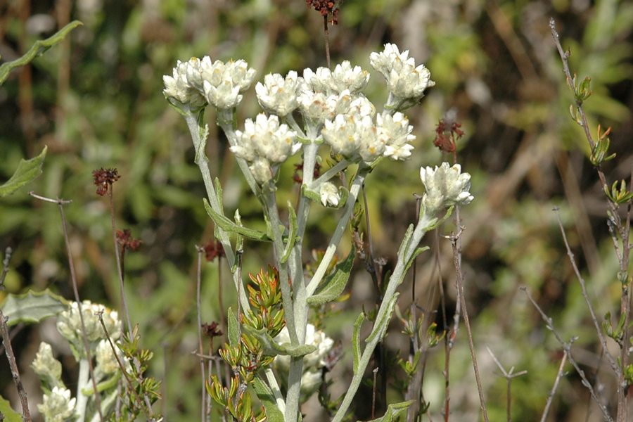 Gnaphalium bicolor