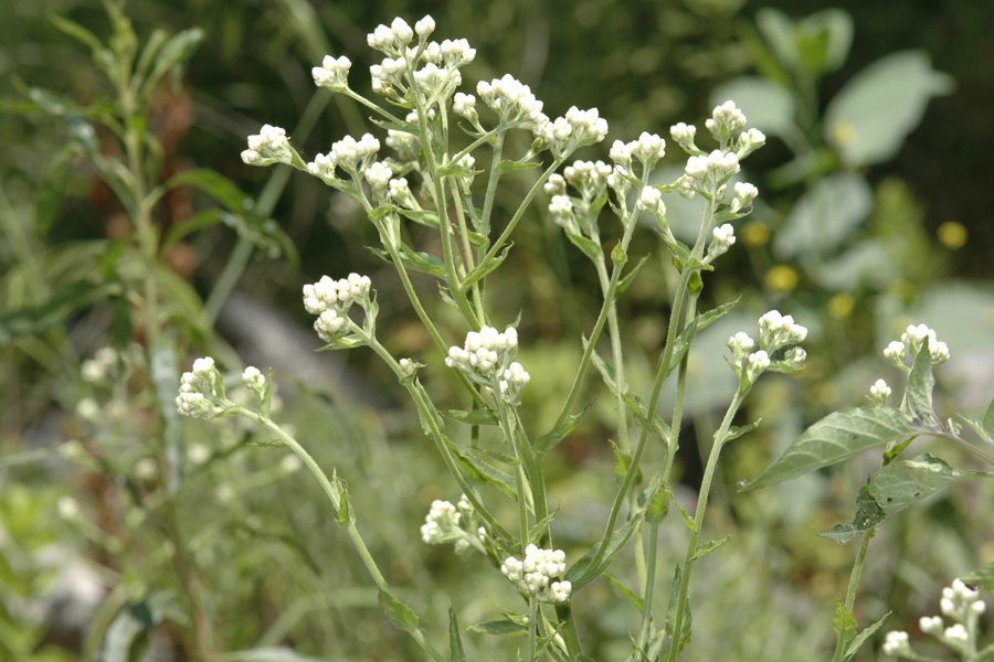 Gnaphalium californicum