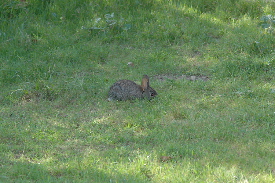 Grass with bunny