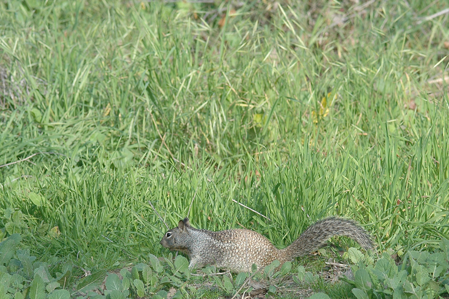 Grass with Ground Squirrel