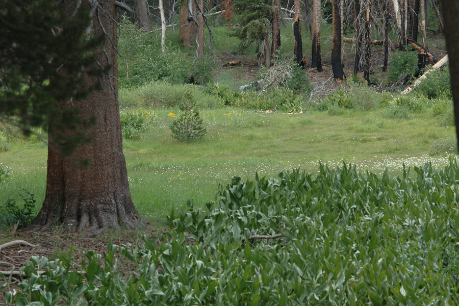 Meadow in the Sequioas