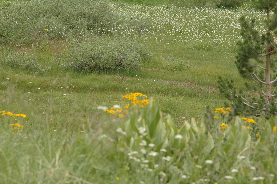 Meadow in the Sequioas