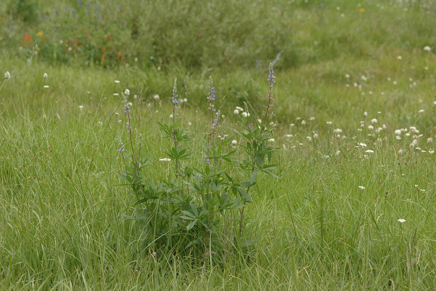 Meadow in the Sequioas