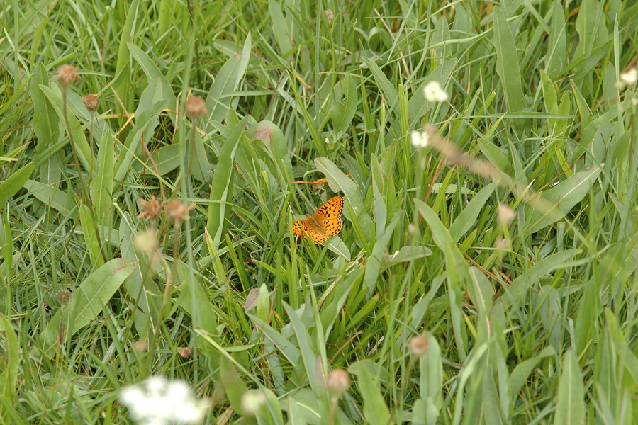 Meadow in the Sequioas