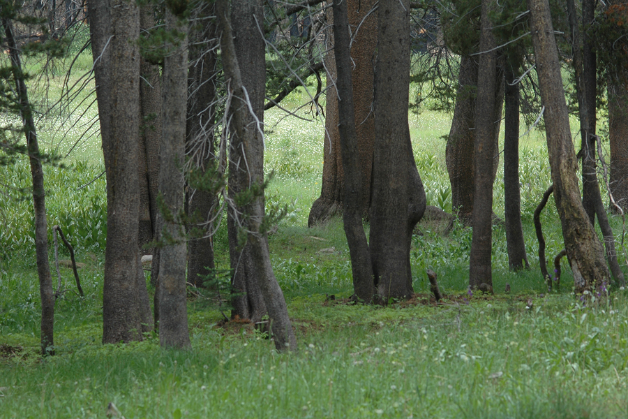 Meadow in the Sequioas