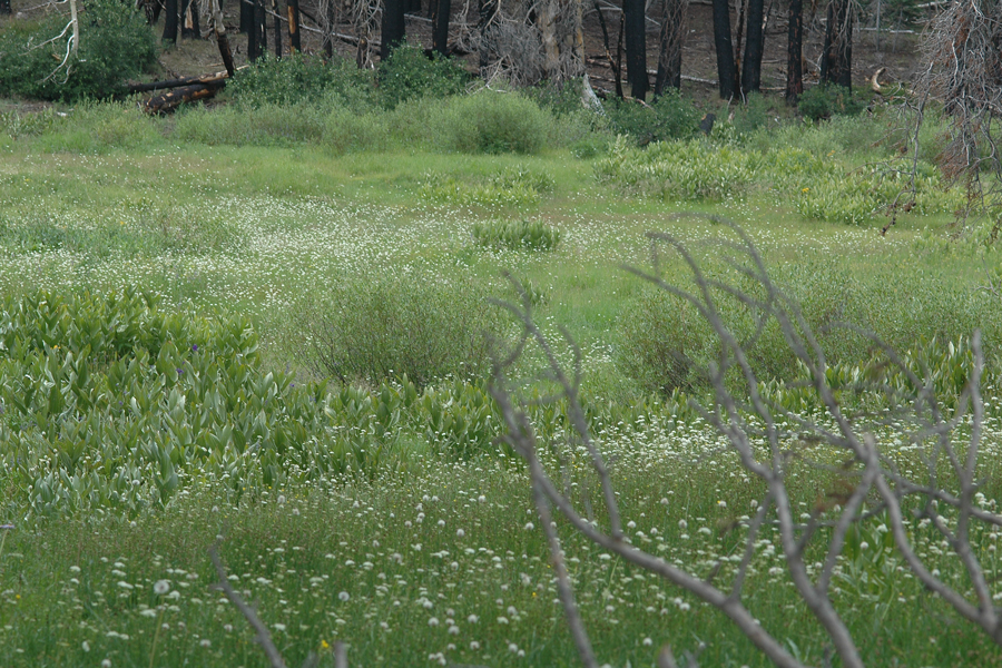 Meadow in the Sequioas