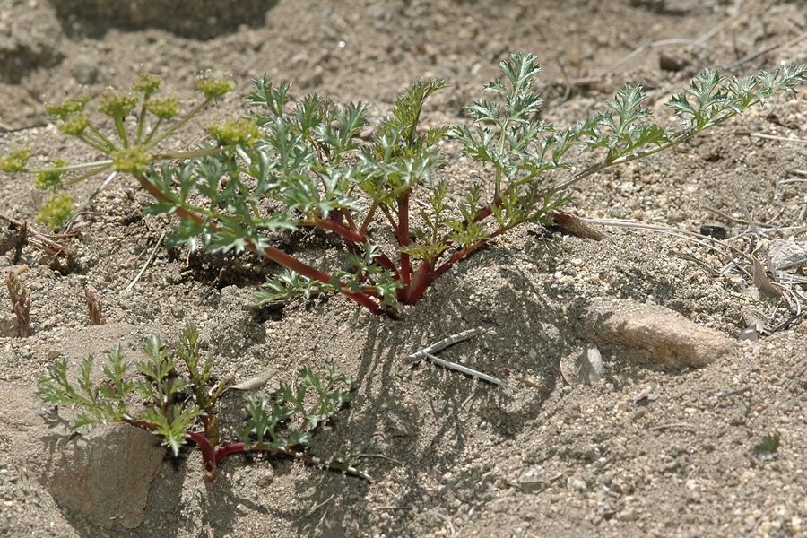Photograph of southern tauschia, or Tauschia parishii, a plant that is a host of the Indra swallowtail
