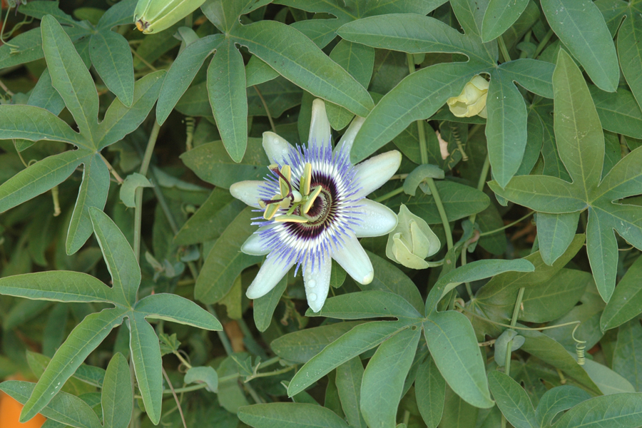 Passionflower vines for Gulf Fritillaries