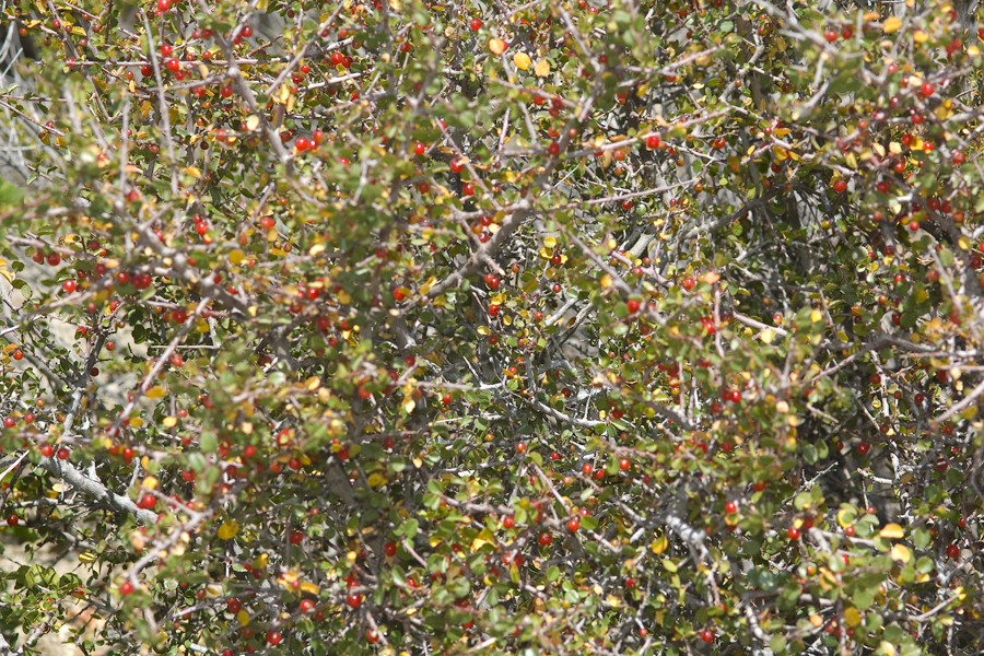 Rhamnus crocea - Redberry