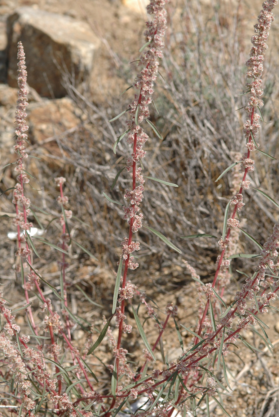 Rumex salicifolius