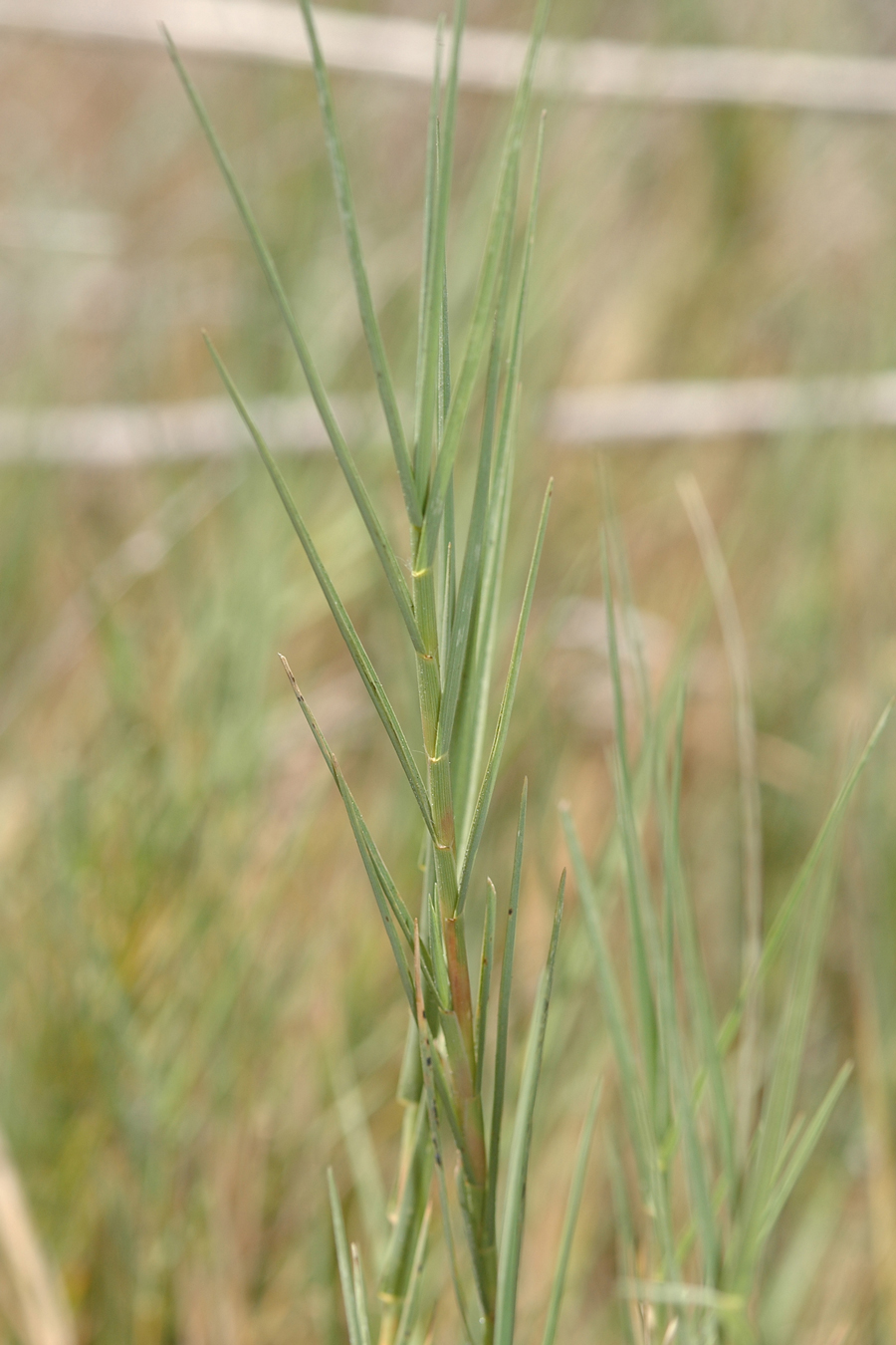 Saltgrass - Distichlis spicata