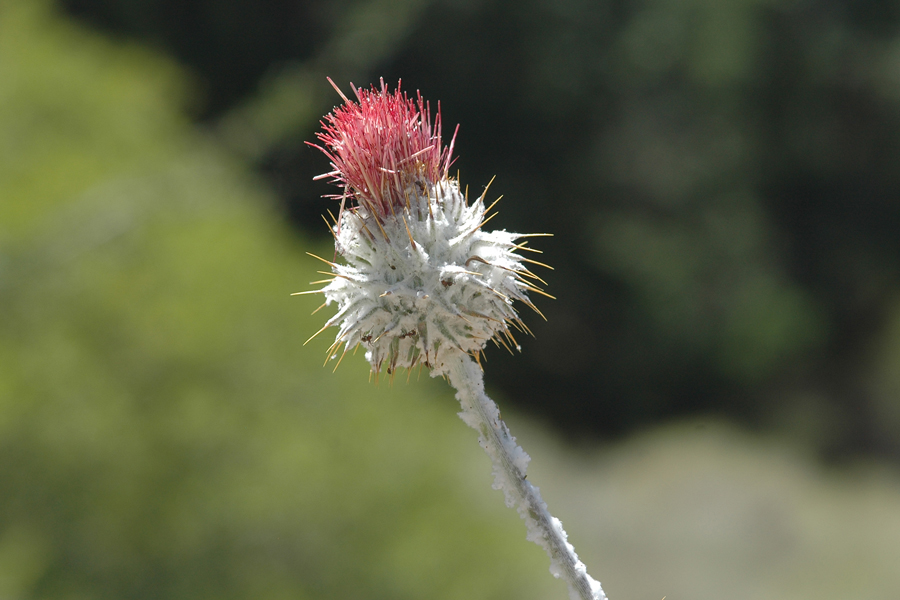 Cirsium occidentale - Cobweb Thistle