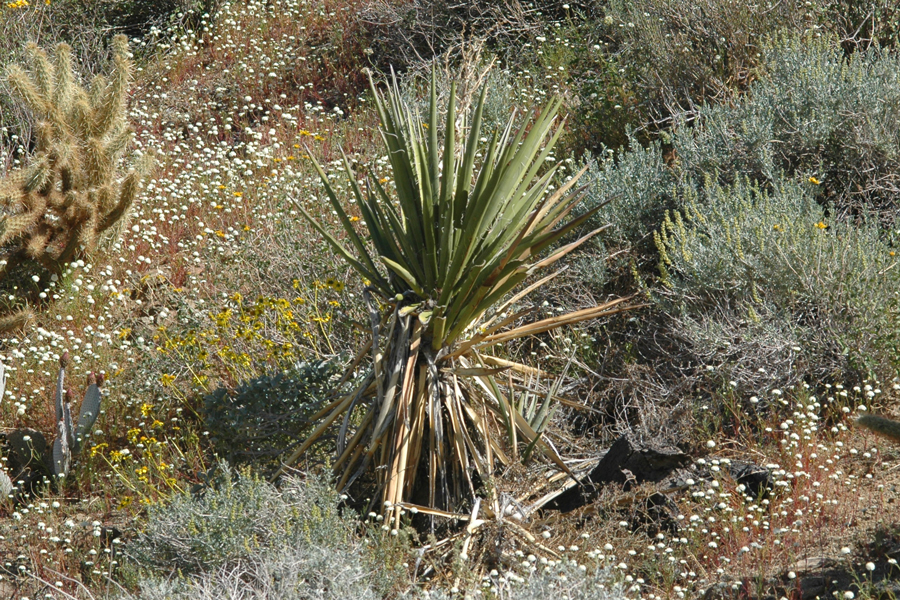 Mojave yucca - Yucca schidigera